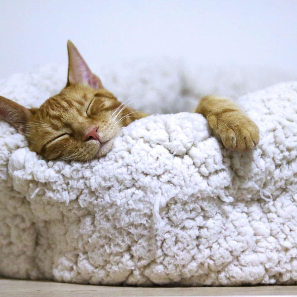 Full Width Featured Image With Sidebar Full Width Featured Image With Sidebar